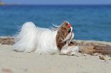 SHIH TZU 061